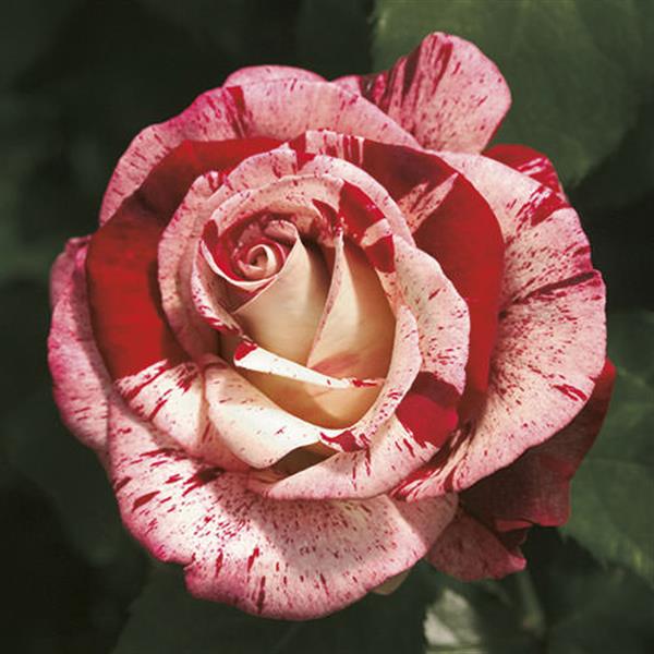 Grandiflora Roses